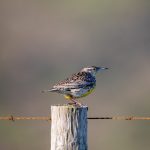 “小明最新发布地址:获取最新动态与资讯的最佳途径” vmcqw